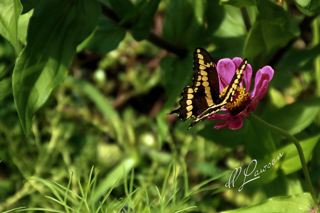 Giant Swallowtail (papilio cresphontes) by flygirl