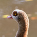 Egyptian goose by rumpelstiltskin