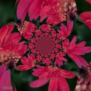 18th Aug 2020 - Fractal Flower