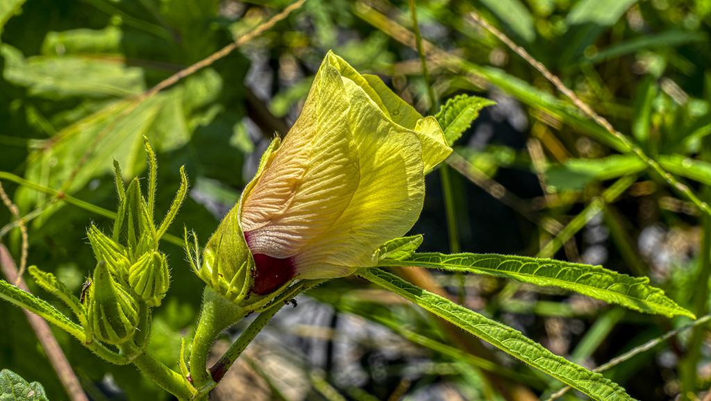 Okra Flower by k9photo