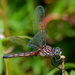 blue dasher dragonfly  by rminer
