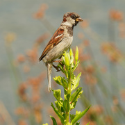 18th Aug 2020 - house sparrow
