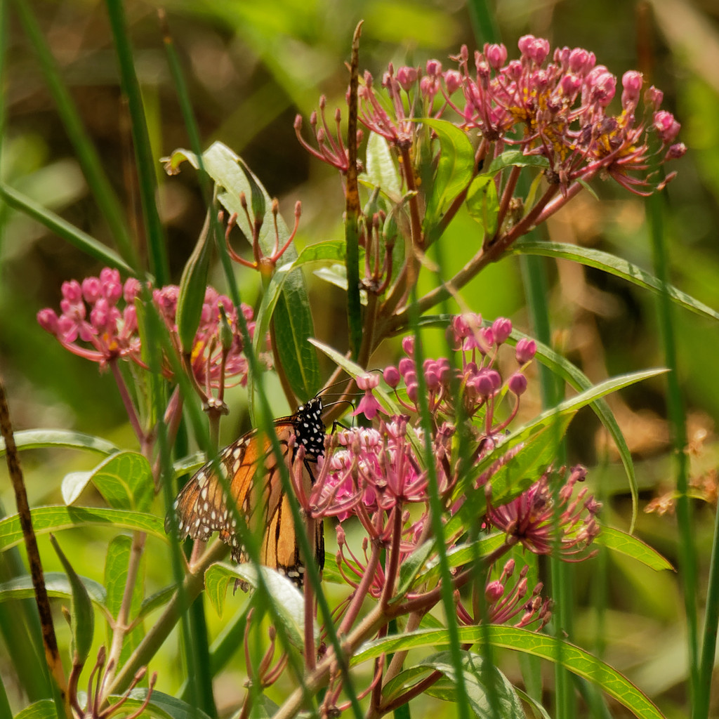 monarch and swamp milkweed by rminer