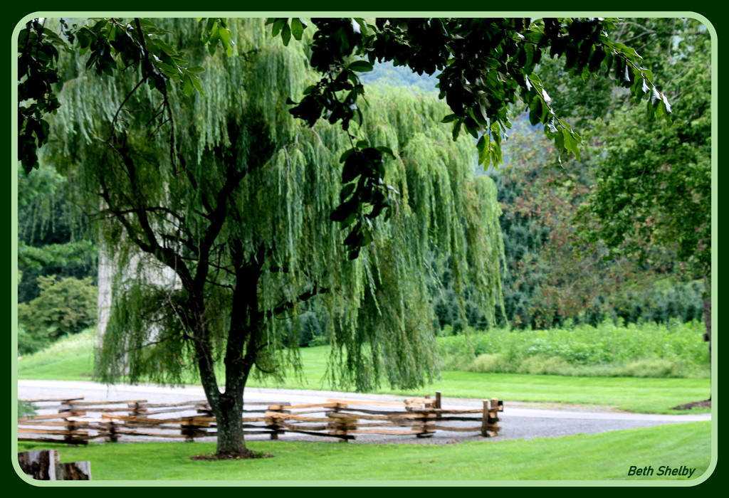 Weeping Willow by vernabeth