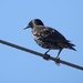 European Starling by sunnygreenwood