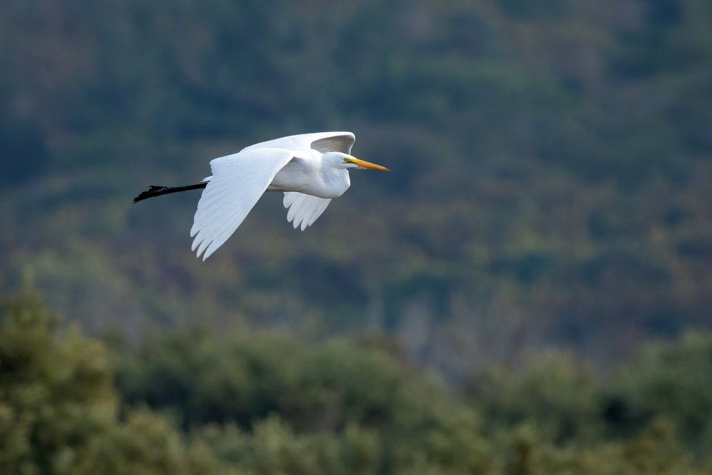 Great Egret flyby by nicoleweg