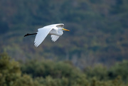 18th Aug 2020 - Great Egret flyby