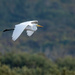 Great Egret flyby by nicoleweg