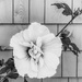 Rose of Sharon a.k.a. Hibiscus Syriacus by sprphotos