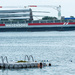 Shipping and Swimming in the St. Lawrence by farmreporter
