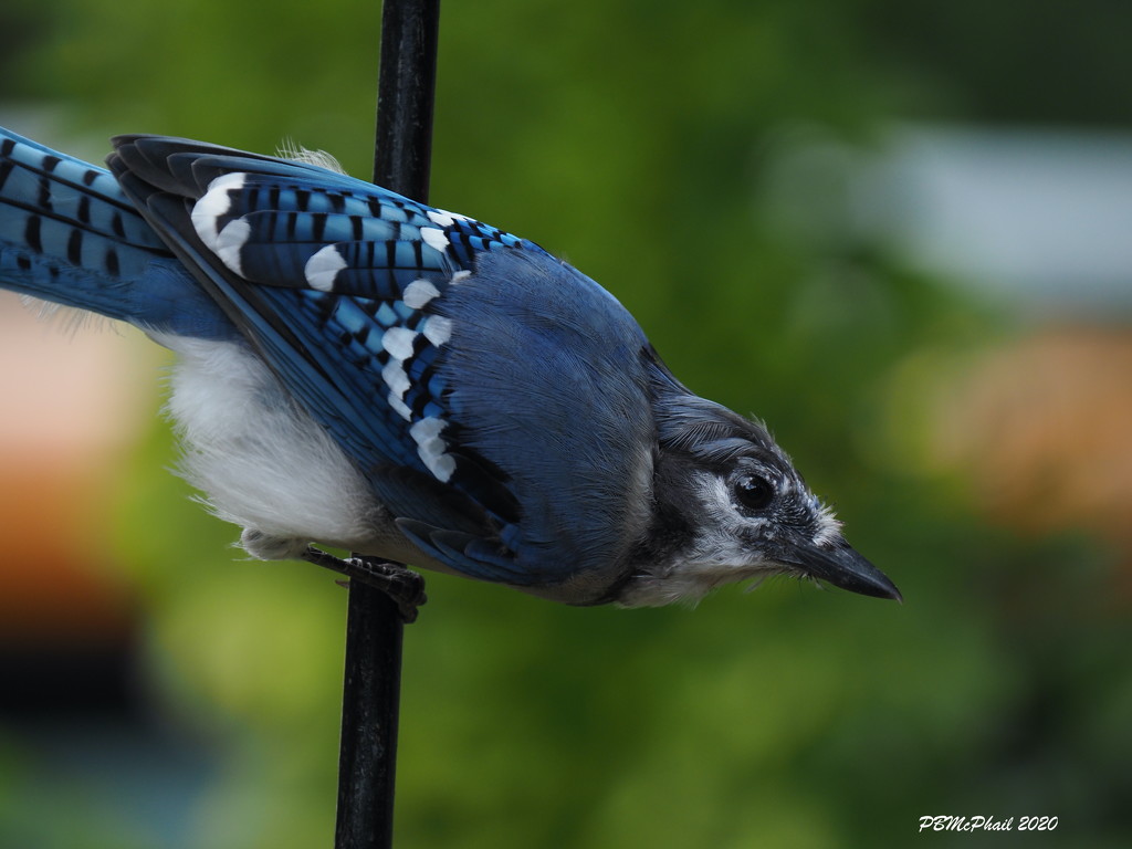 Cheeky Blue Jay by selkie