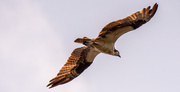 18th Aug 2020 - Osprey Fly-by!