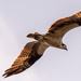Osprey Fly-by! by rickster549