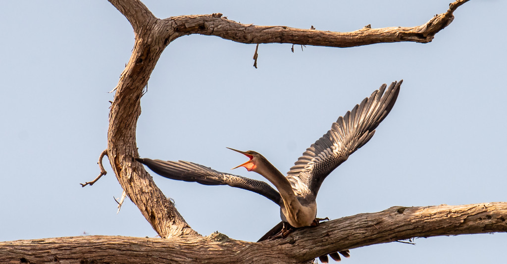 Anhinga Getting Ready for the Attack! by rickster549