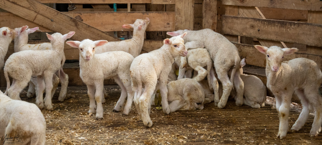 Lot's of Lambs by yorkshirekiwi