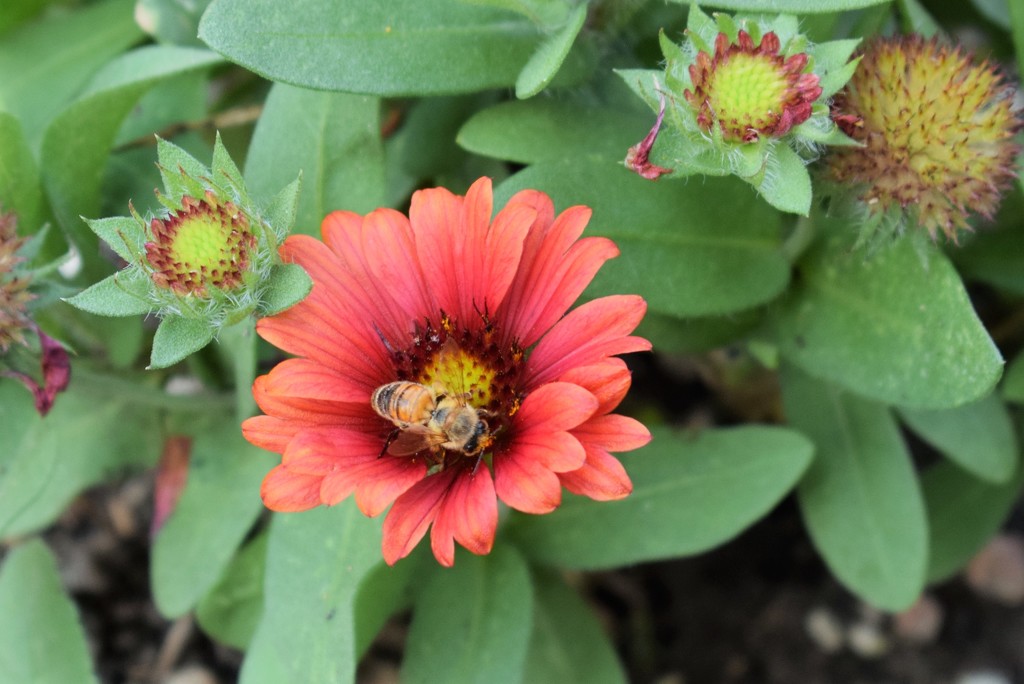 Bee Gallardia by sandlily