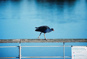 16th Aug 2020 - Purple swamphen