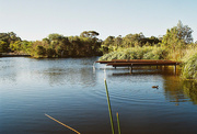 15th Aug 2020 - park, pond and duck