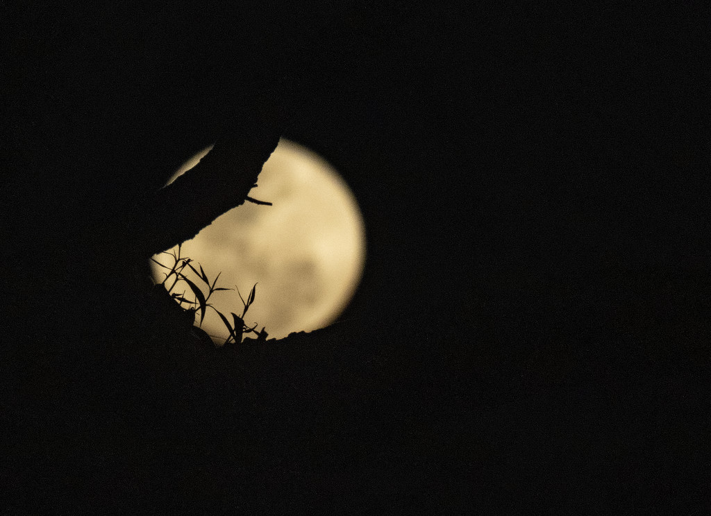 that moon again by koalagardens