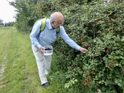 18th Aug 2020 - Collecting Blackberries 