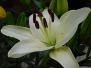 18th Aug 2020 - And finally the white lily blooms!