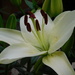 And finally the white lily blooms! by 365anne