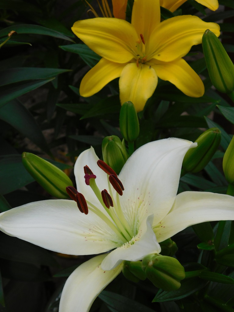 White and yellow together, sadly the red has gone over now by 365anne