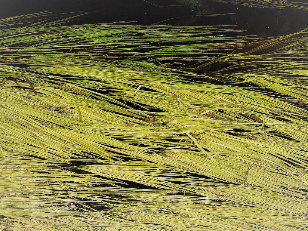 Reeds over the river by etienne