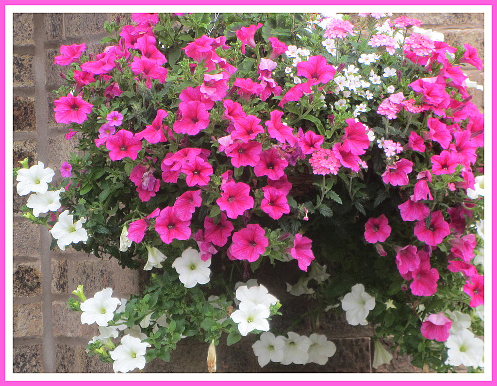 Pink and white Petunias. by grace55
