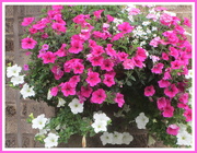 19th Aug 2020 - Pink and white Petunias.