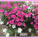 Pink and white Petunias. by grace55