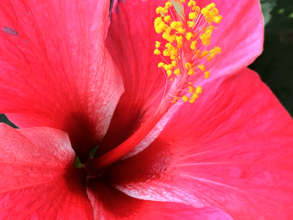 Hibiscus in Bloom by lilh