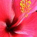 Hibiscus in Bloom by lilh