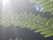 28th Jul 2020 - Photosynthesis