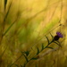 Meadow flower............. by ziggy77