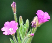 19th Aug 2020 - Great Hairy Willowherb