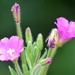 Great Hairy Willowherb by fishers