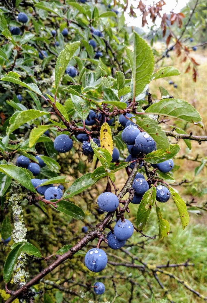 Sloes by boxplayer