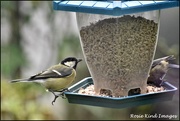 19th Aug 2020 - Busy at the feeder