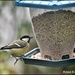 Busy at the feeder by rosiekind