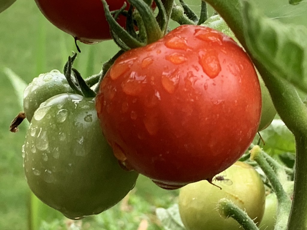 Tomatoes in the rain by bill_gk