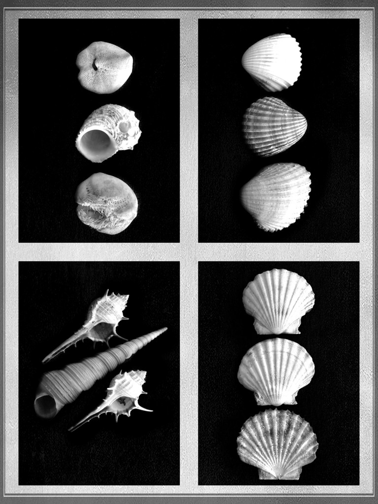 Shells by jacqbb