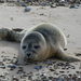 Grey Seal Pup by cmp