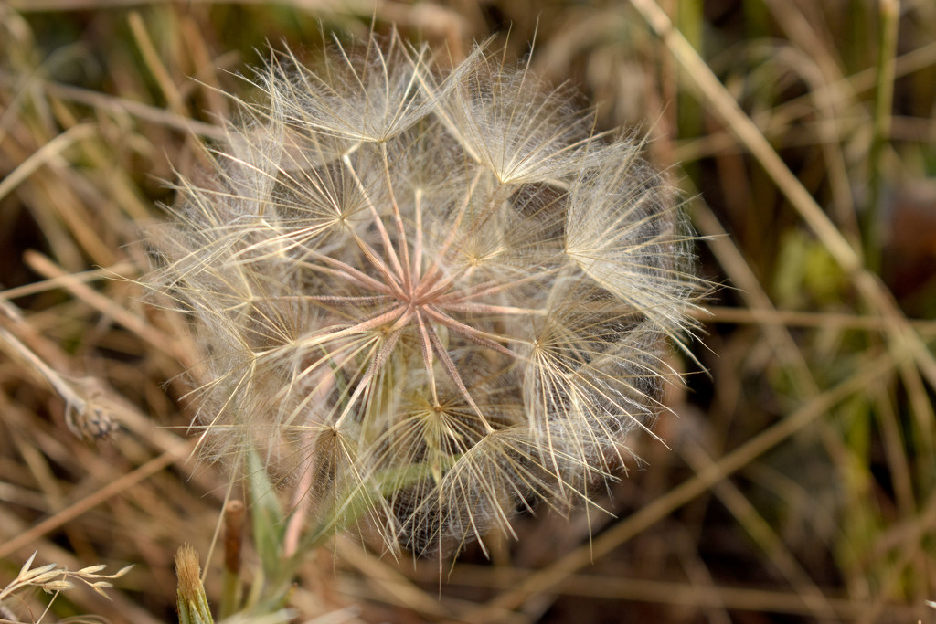 Gone To Seed... by bjywamer