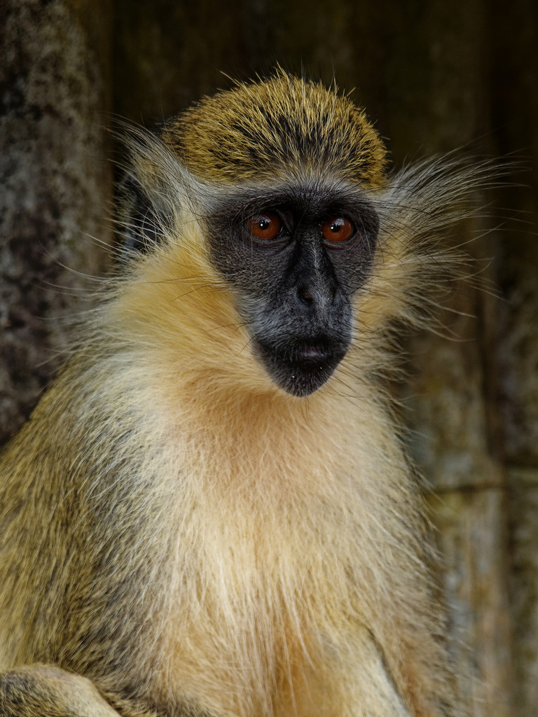 0819 - Barbados Green Monkey by bob65