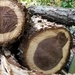 Black Walnut Logs. by meotzi