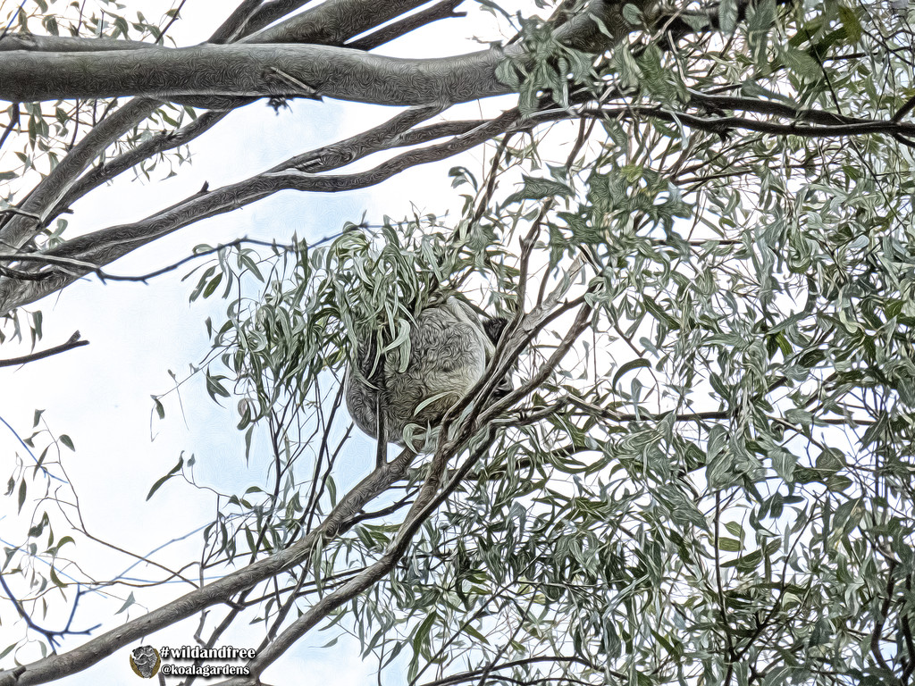 some days by koalagardens