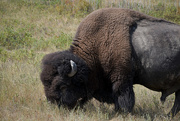 18th Aug 2020 - Bison Bull
