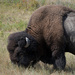Bison Bull by bjywamer