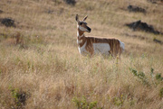 18th Aug 2020 - Antelope/National Bison Range